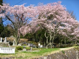 乗政寺山　大名桜